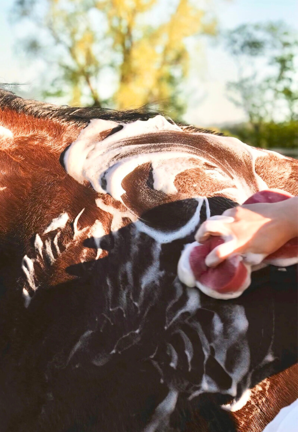 time to shine collection